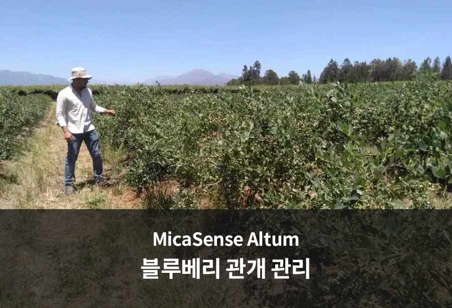MicaSense Altum 미카센스 사용한 블루베리🍇 관개 관리